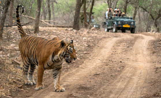 about-ranthambore-01