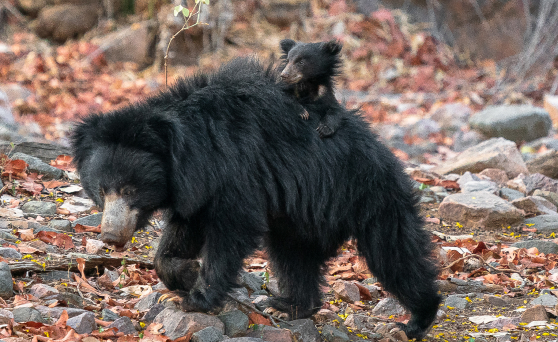 about-ranthambore-03