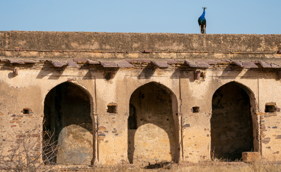 about-ranthambore-04